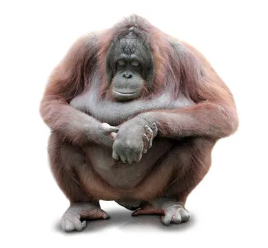 电竞分析师头像